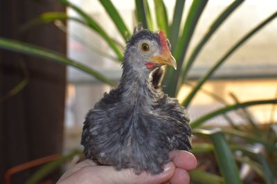 Cropped hand holding bird