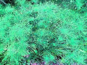 Full frame shot of plants on field