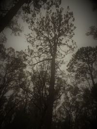 Low angle view of silhouette trees against sky
