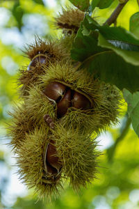 Close-up of banana on tree