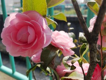 Close-up of pink flowers blooming outdoors