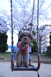 Dog sitting on swing in playground