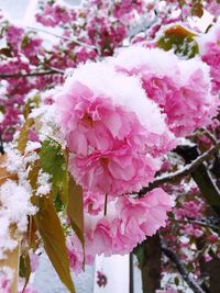 Close-up of pink flowers blooming on tree