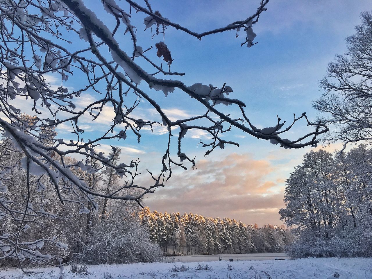 SNOW COVERED PLANTS AGAINST SKY