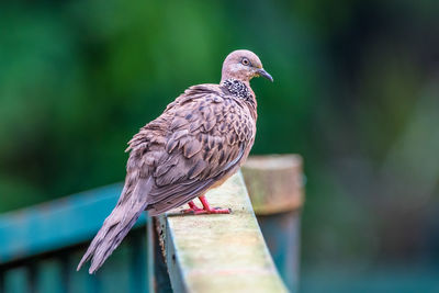 Close-up of bird perching on wooden post