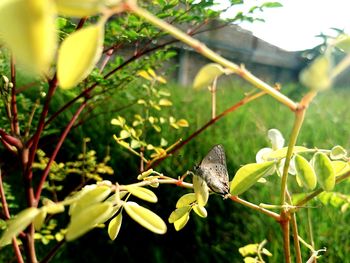 Close-up of insect on plant