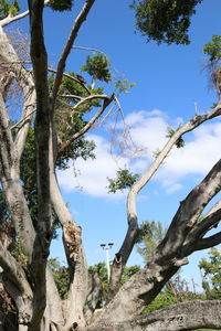 Low angle view of trees against blue sky