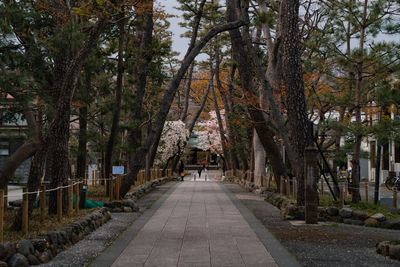 Footpath amidst trees in park