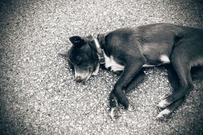 Dog with dog in background