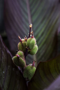 Close-up of purple flowering plant