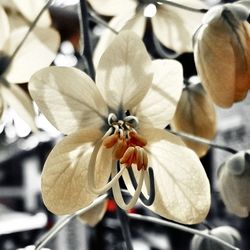 Close-up of flowers