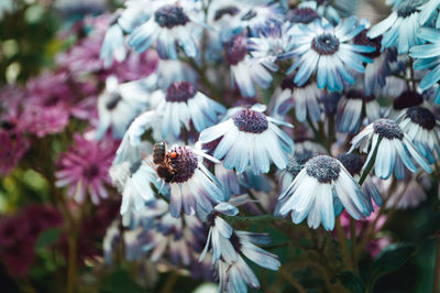 Close-up of purple flowers