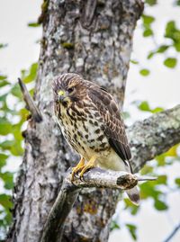 Close-up of eagle perching on tree