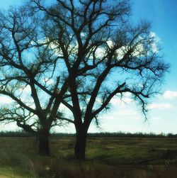 Trees on grassy field