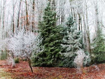 Pine trees in forest during winter