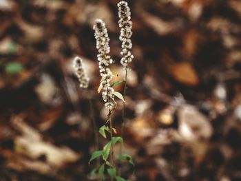 Close-up of plant on snow covered field