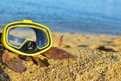 Close-up of a turtle on beach