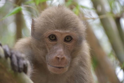 Close-up portrait of assam macaque