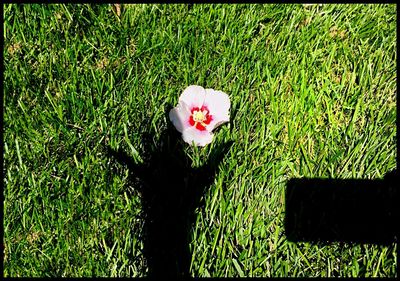 Flowers blooming on grassy field