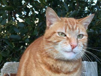 Close-up portrait of cat