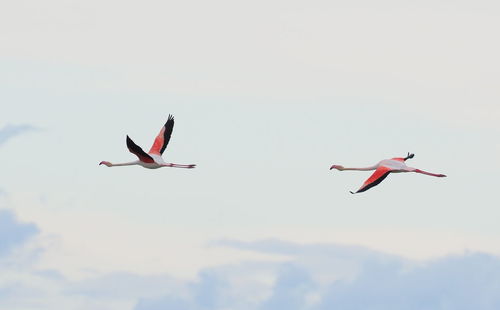 Low angle view of birds flying in sky