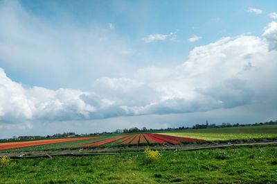 Scenic view of agricultural field against sky