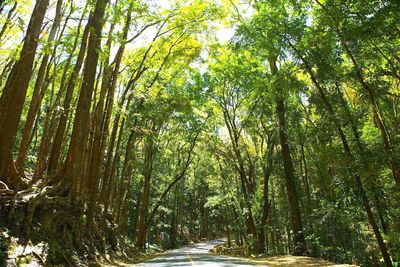 Scenic view of trees against sky