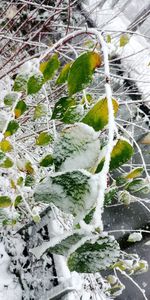 Close-up of snow on plants