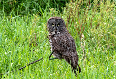 Great gray owl