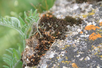 Close-up of small plant growing on rock