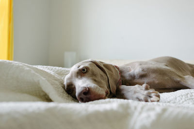 Close-up of dog relaxing on bed at home