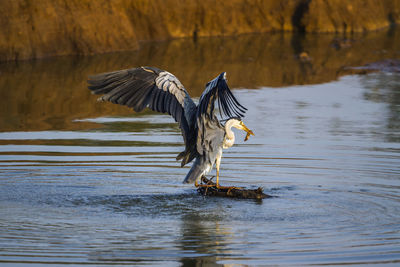 Bird flying over lake