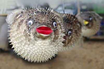 Close-up of a stuffed puffer fish blow fish selling in local merket