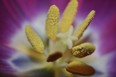 Close-up of purple flowering plant