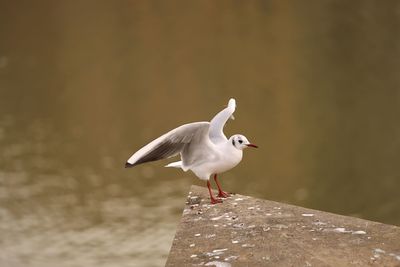 Seagull perching on a bird