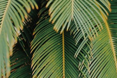 Close-up of palm leaves