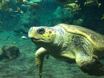 Close-up of turtle swimming in sea