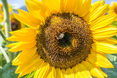 Close-up of honey bee on sunflower