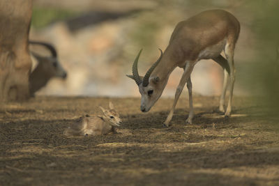 Deer grazing in a field