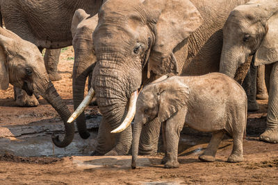 View of elephant drinking from land