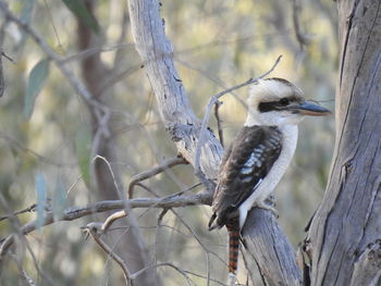Bird perching on a tree