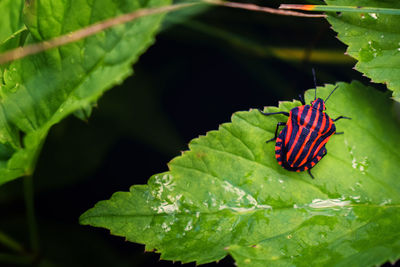 Close-up of butterfly on leaf