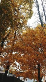 Trees in park