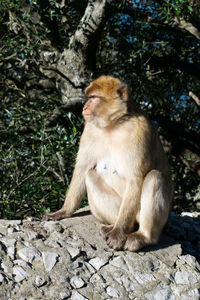 Lion sitting on rock