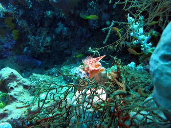 Fish swimming in sea