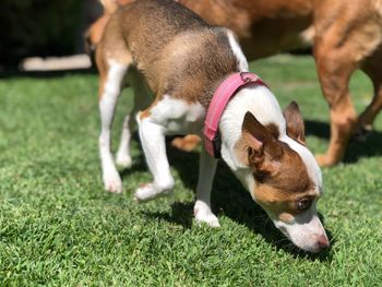 Dog lying on grass