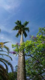 Low angle view of palm tree against sky