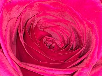 Full frame shot of pink rose