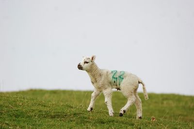 Full length of a lamb on field