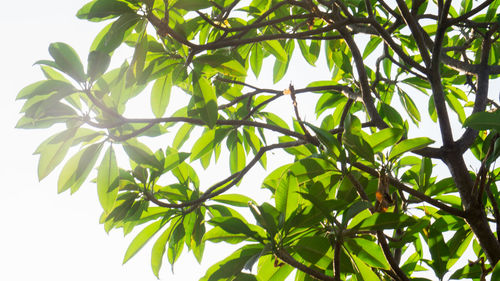 Low angle view of flowering plant against clear sky